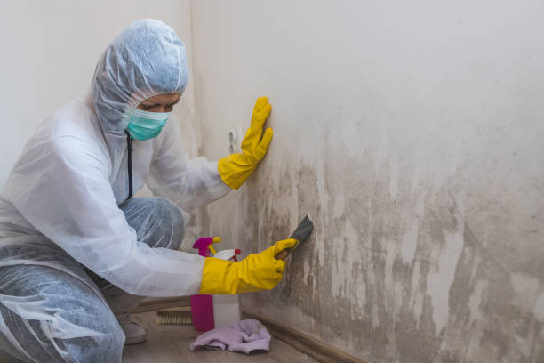 Best Mold Documentation for Insurance Claims  in Dubuque, IA