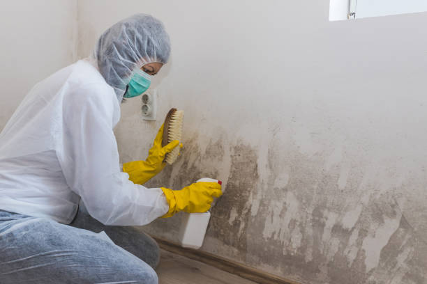 Professional Mold Removal in Dubuque, IA