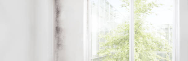 Best Commercial Mold Inspection  in Dubuque, IA