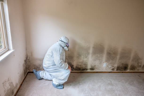 Best Forensic Mold Investigation  in Dubuque, IA