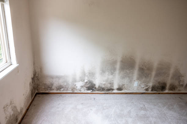 Best Water Damage & Mold Remediation  in Dubuque, IA